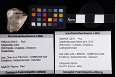 Foto (Objket + Etiketten) von Galatheites aiola (Robins et al., 2016) 